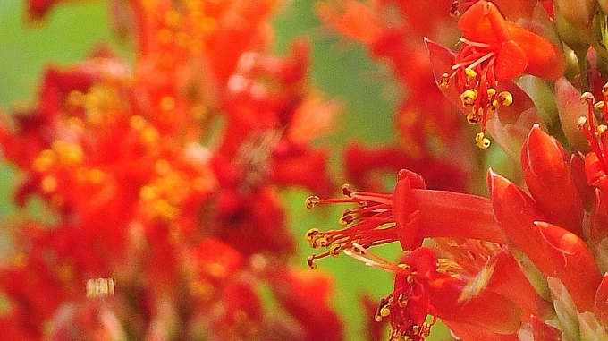 closeup of the red buds of an ocotillo plant